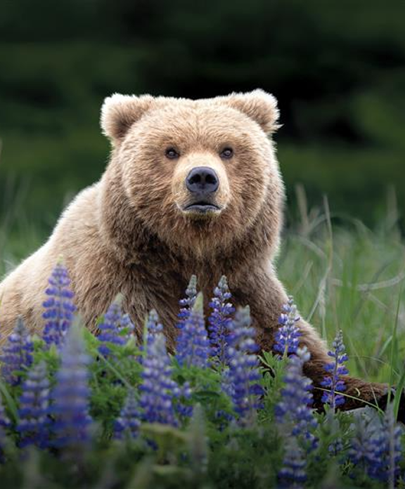 Cover of the Churchill Polar Bear Tours catalog