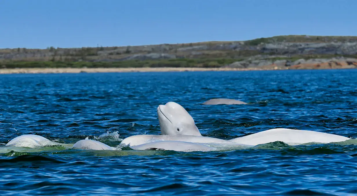 Churchill's Belugas, Polar Bears & Arctic Wildlife