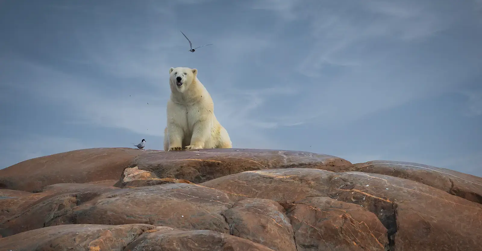 Polar bear sitting atop coastal rocks with Arctic terns overhead