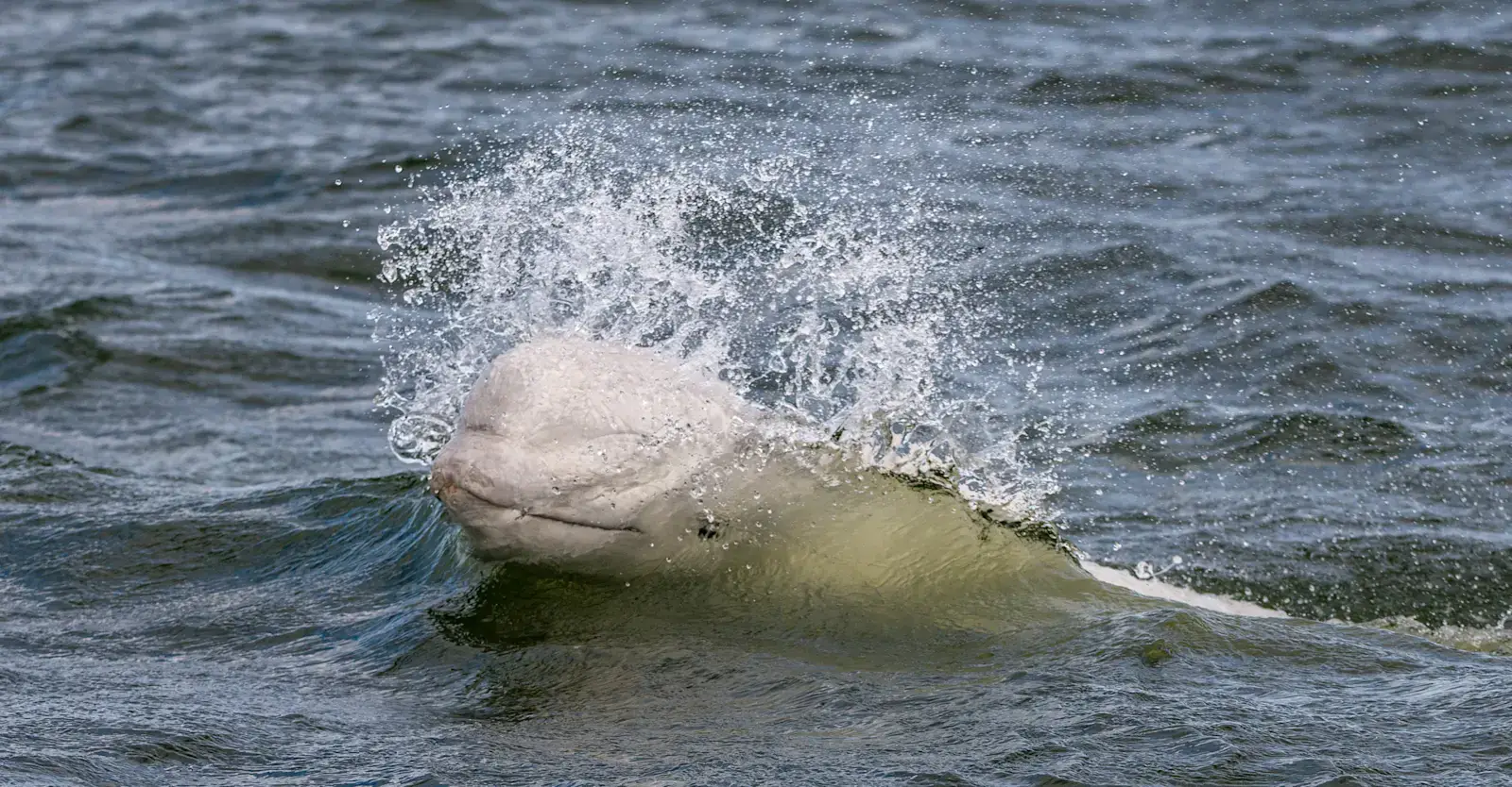 Beluga whale breaking the surface in a burst of spray on the Churchill River