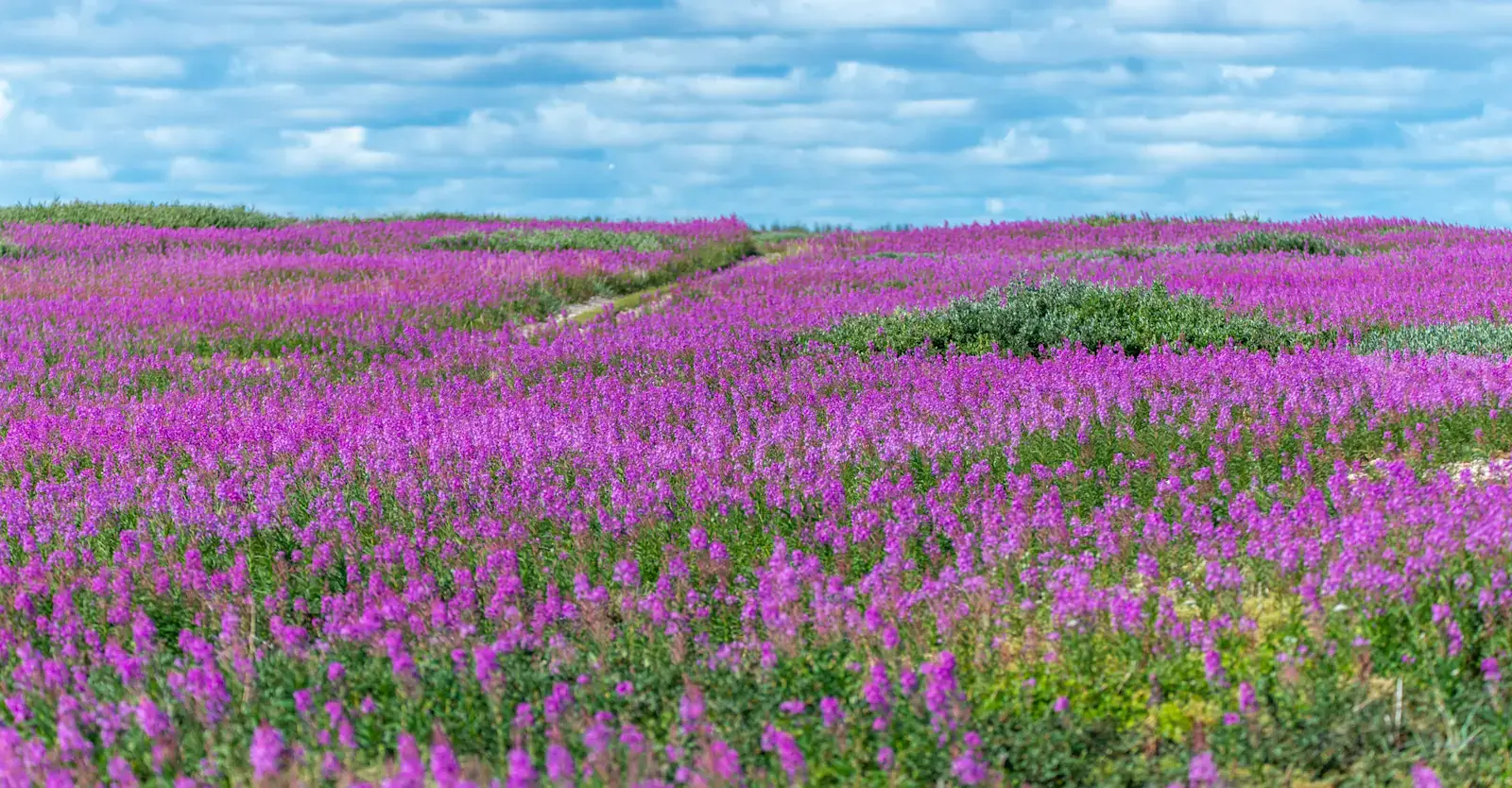 Field of magenta fireweed blooming across the summer tundra