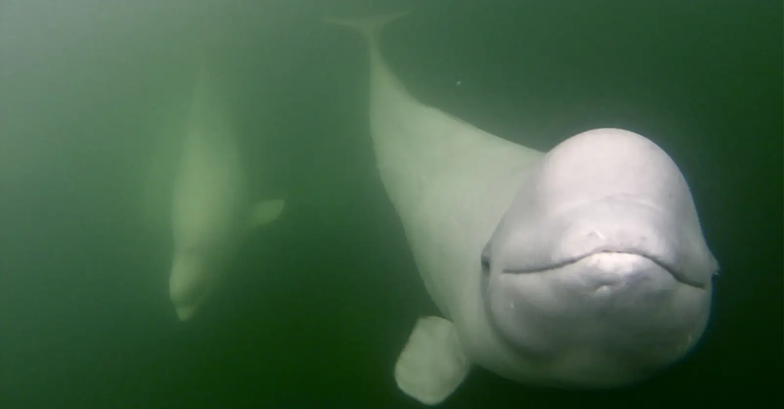 Close-up of a beluga whale underwater in the Churchill River