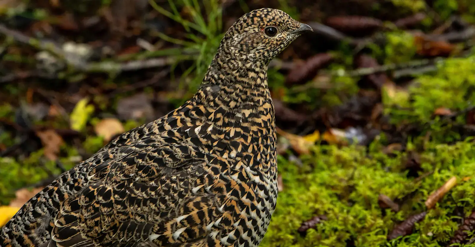 Ptarmigan in mottled summer plumage among mossy boreal ground cover