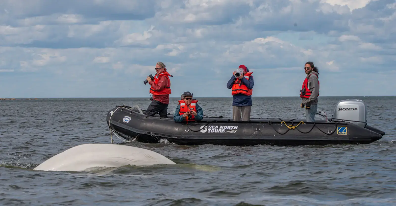 Photographers in a Zodiac shooting a beluga whale surfacing alongside