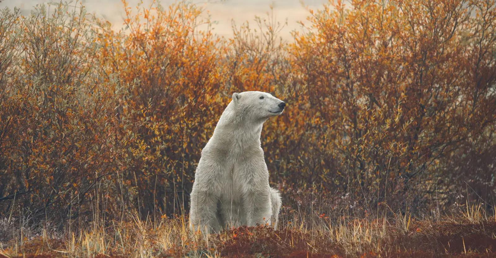 Polar bear amid autumn colors, Churchill, Manitoba, Canada