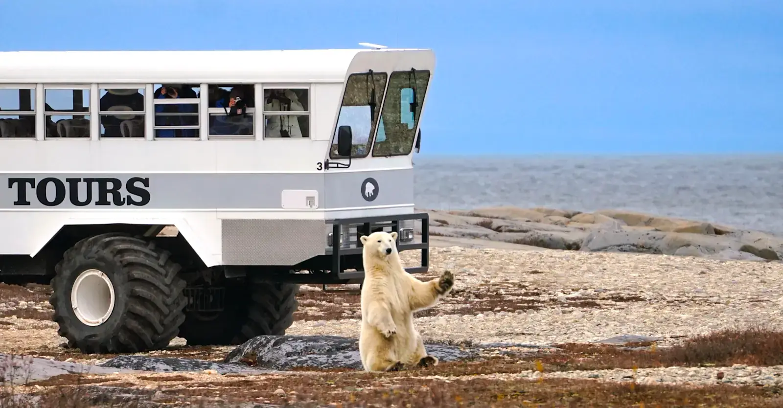 Polar bear outside our Polar Rover, Churchill, Manitoba, Canada