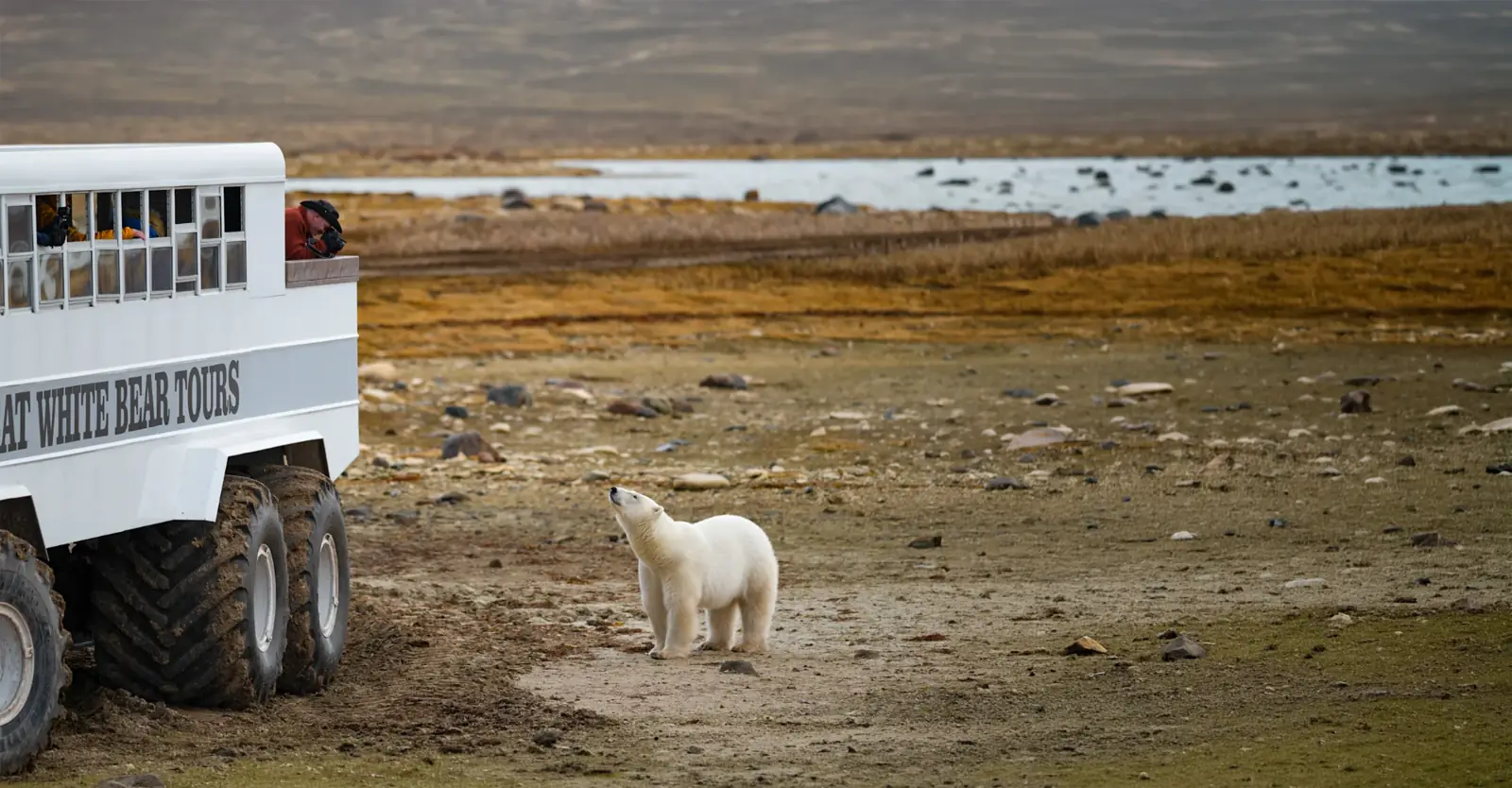 Polar bear beside a Polar Rover on the autumn tundra, Churchill, Manitoba