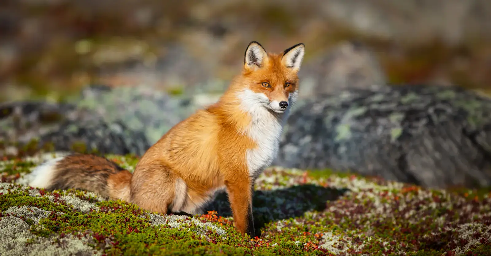 Red fox on the autumn tundra, Churchill, Manitoba, Canada