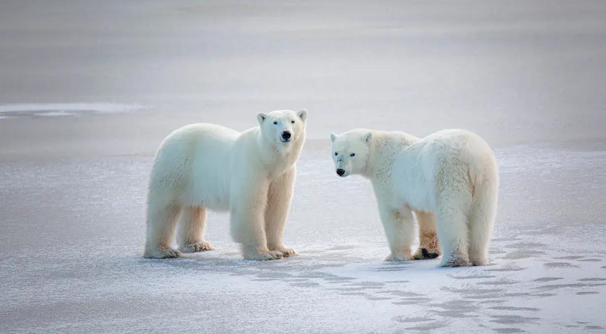 Churchill Autumn: Polar Bears, Whales & the Aurora