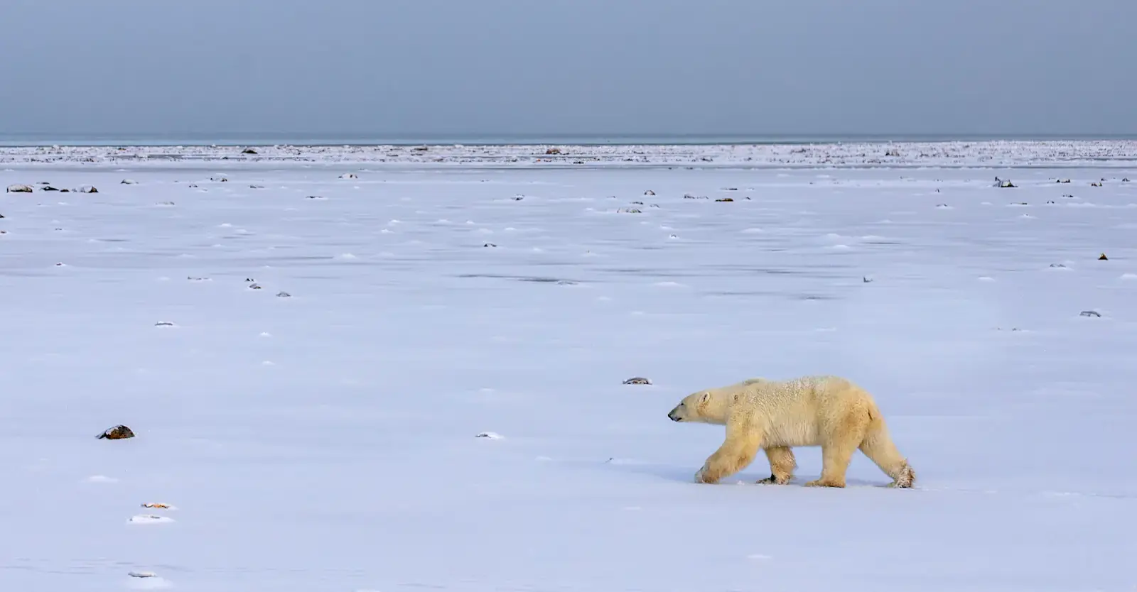 Polar bear on early sea ice on Hudson Bay near Churchill Manitoba