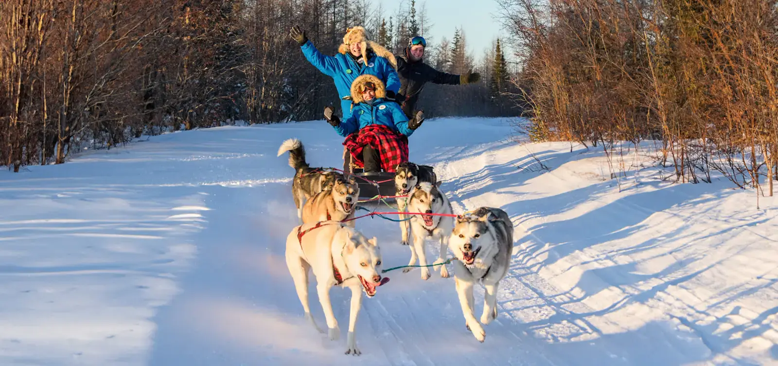 Sled dogs pulling a team through snowy forest near Churchill, Manitoba
