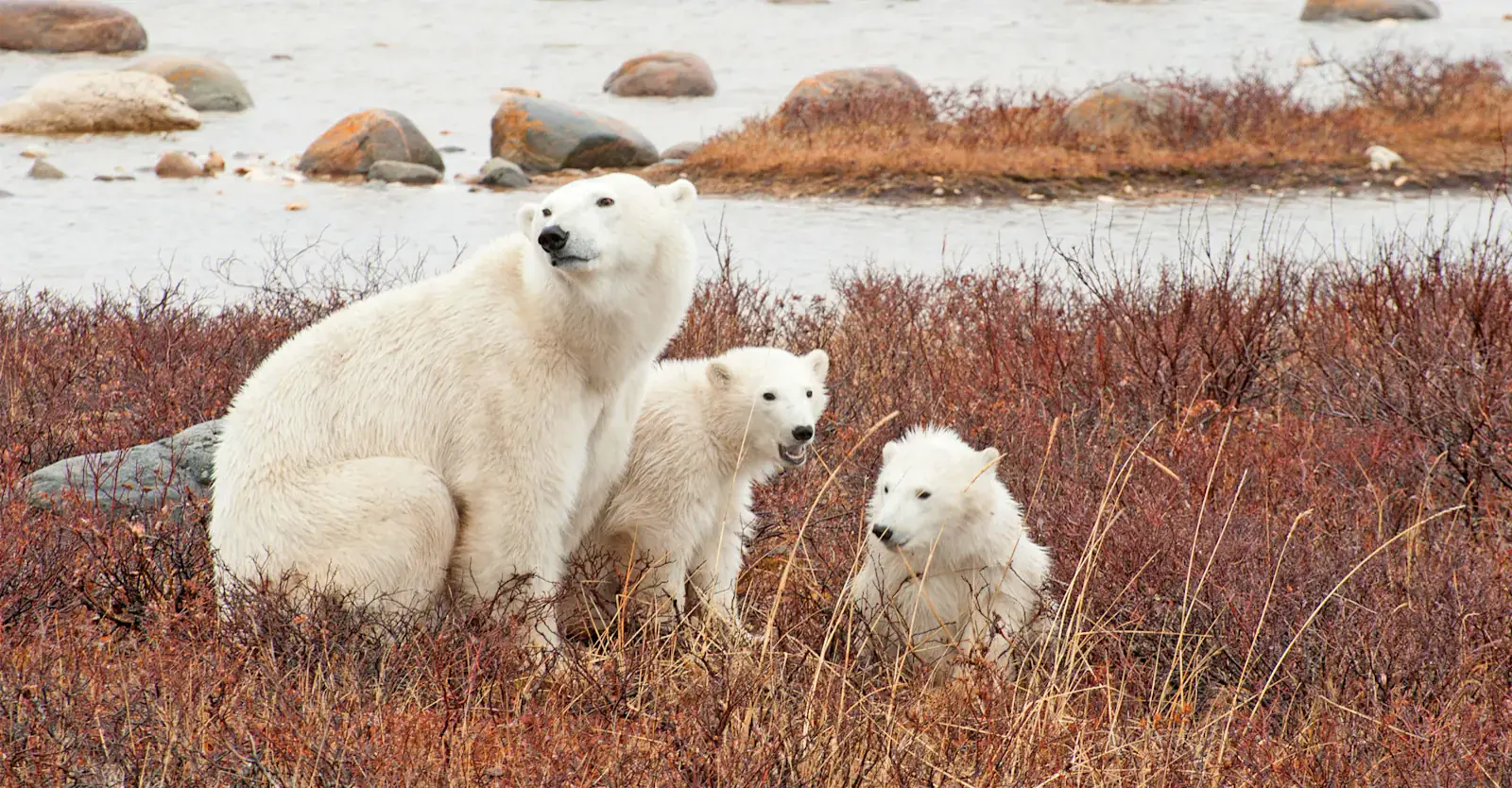 Polar bear mother with two cubs in tundra vegetation near Churchill