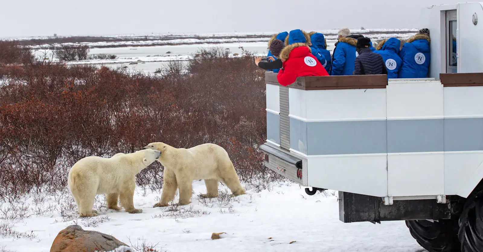 Travellers watching a polar bear from a tundra vehicle near Churchill, Manitoba