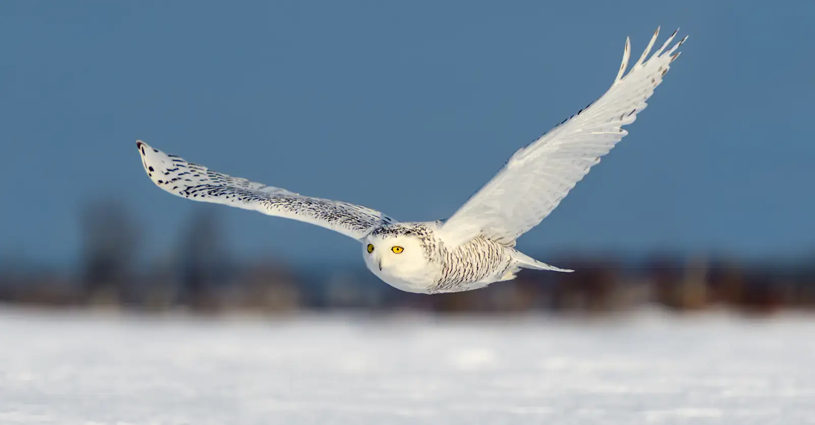 Snowy owl in flight over snow, Churchill, Manitoba