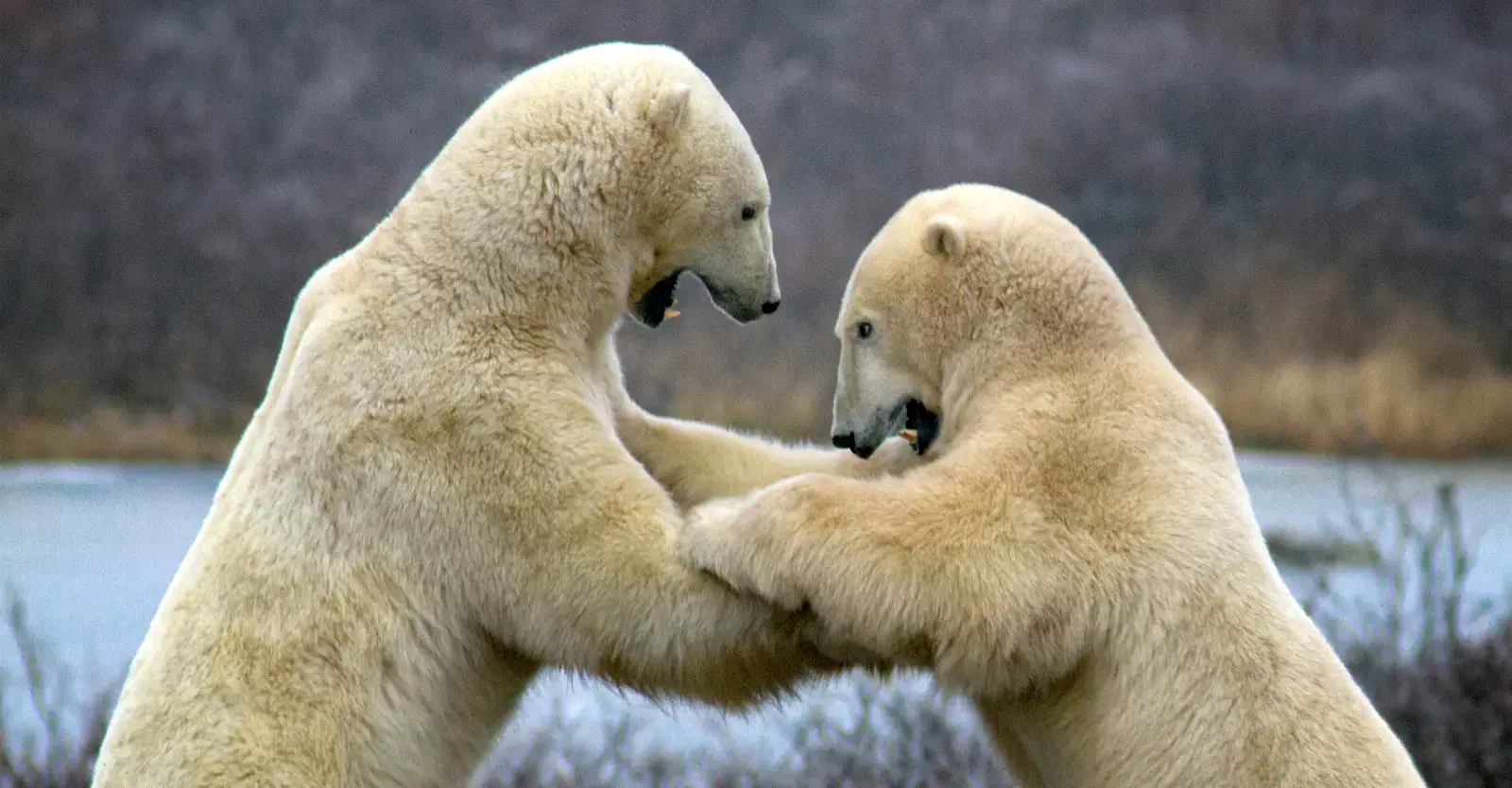 Two polar bears sparring on the tundra near Churchill, Manitoba