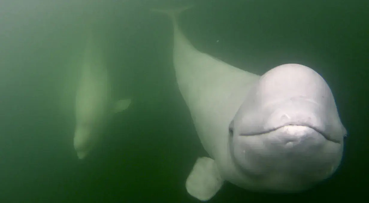 Beluga whale close up underwater, Churchill, Manitoba