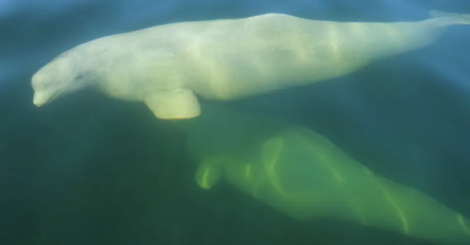 Beluga whales below the surface at Hudson Bay, Churchill, Manitoba