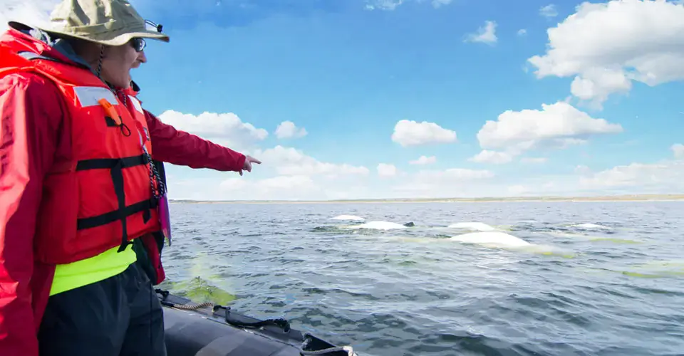 Guests with beluga whales at Hudson Bay, Churchill, Manitoba