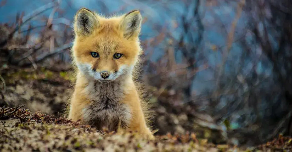 Red fox on the summer tundra, Churchill, Manitoba