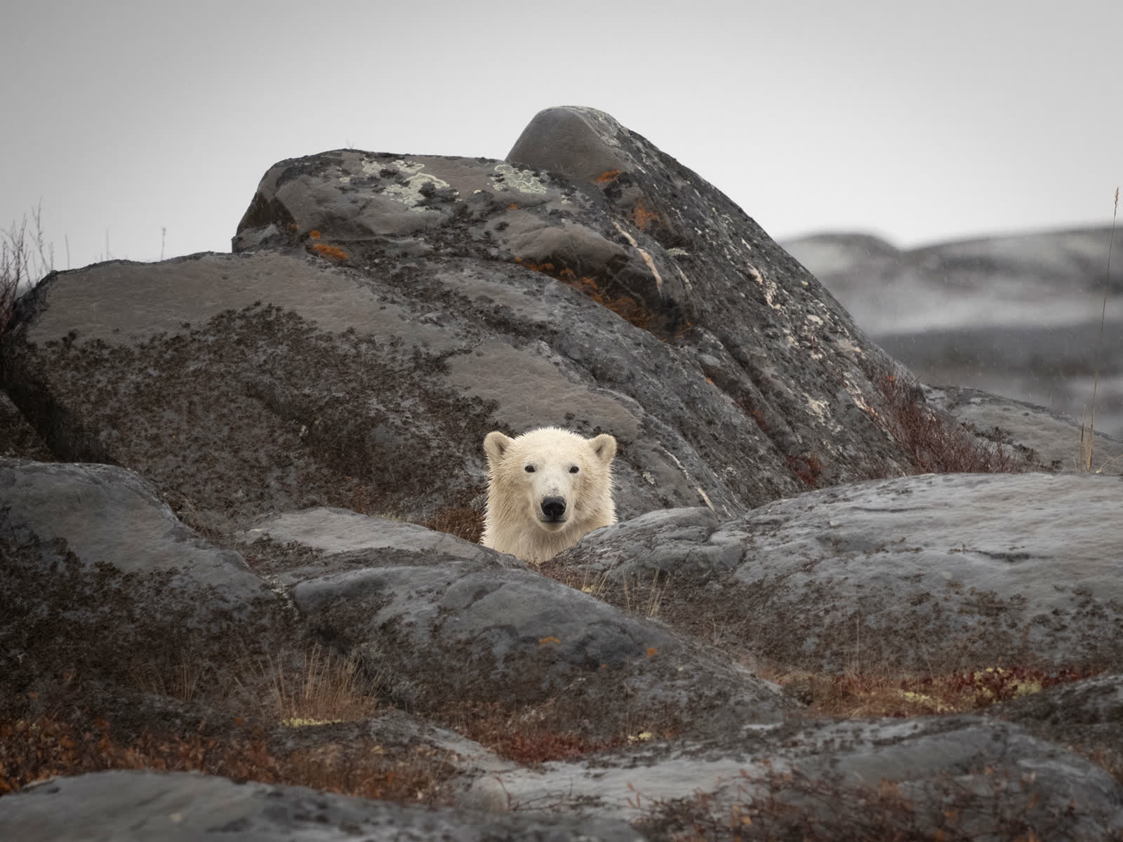 Polar bear peeking over lichen-covered coastal rocks