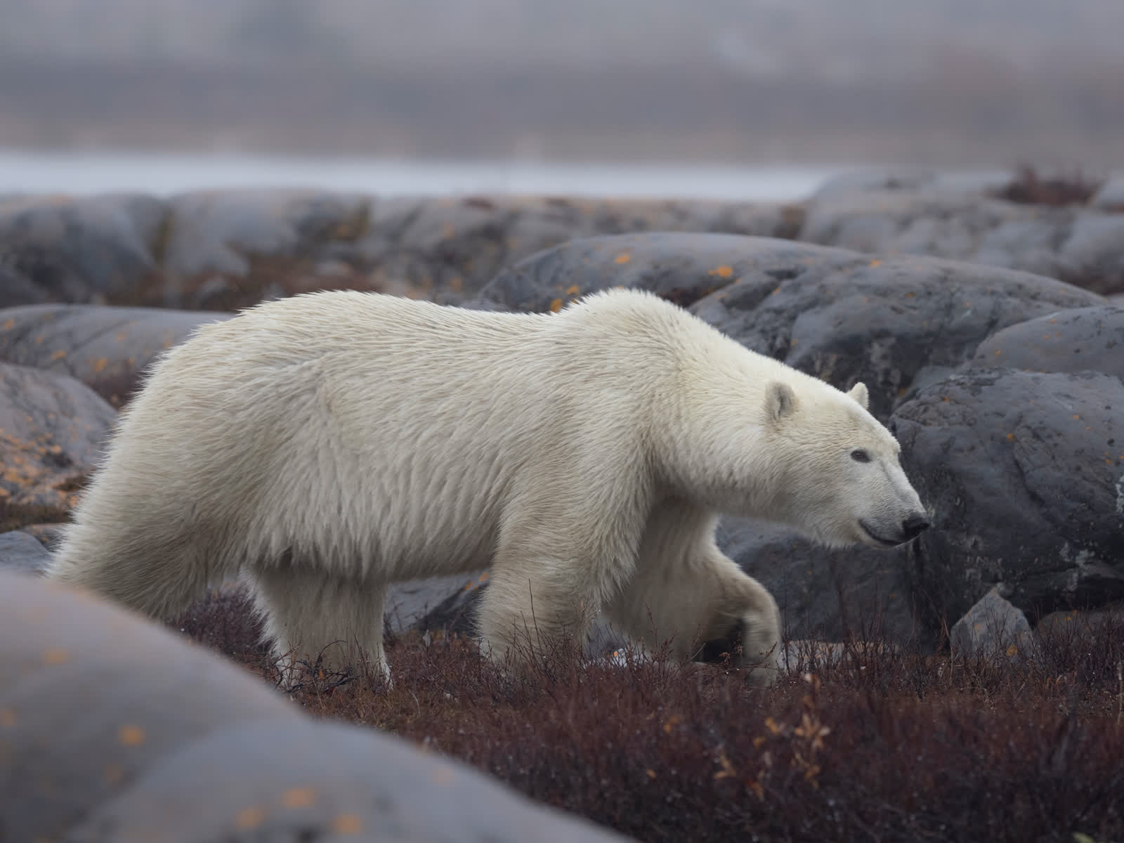 Polar bear walking the rocky Hudson Bay shoreline, Churchill