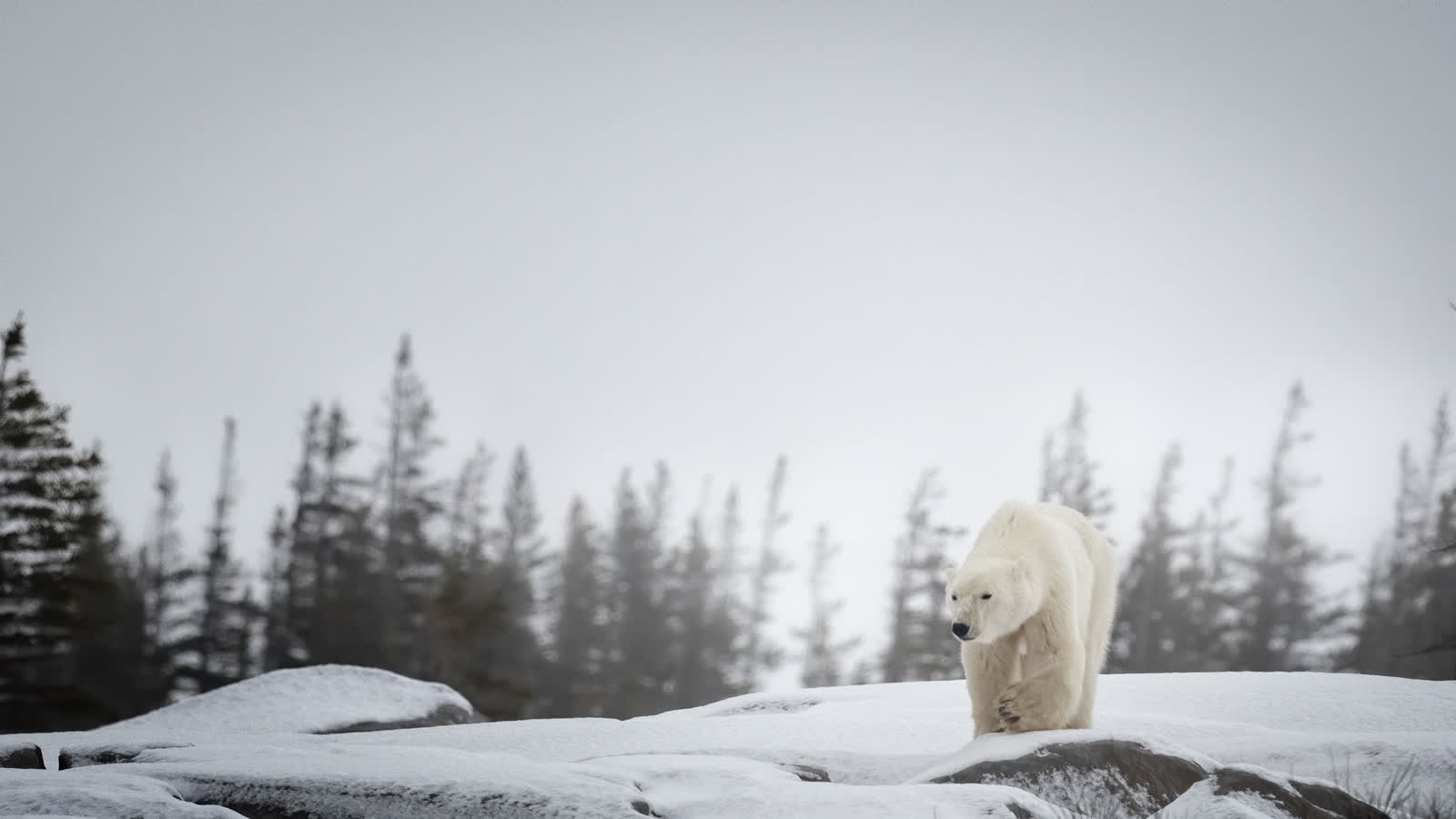Polar bear on snowy rocks in front of the boreal treeline