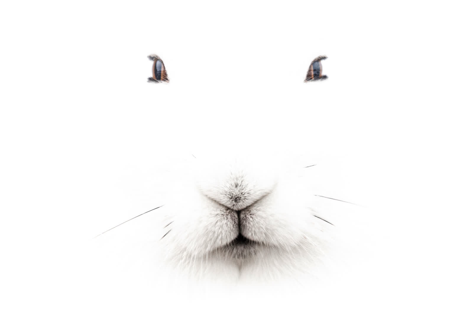 High-key close-up of a polar bear's face in whiteout light