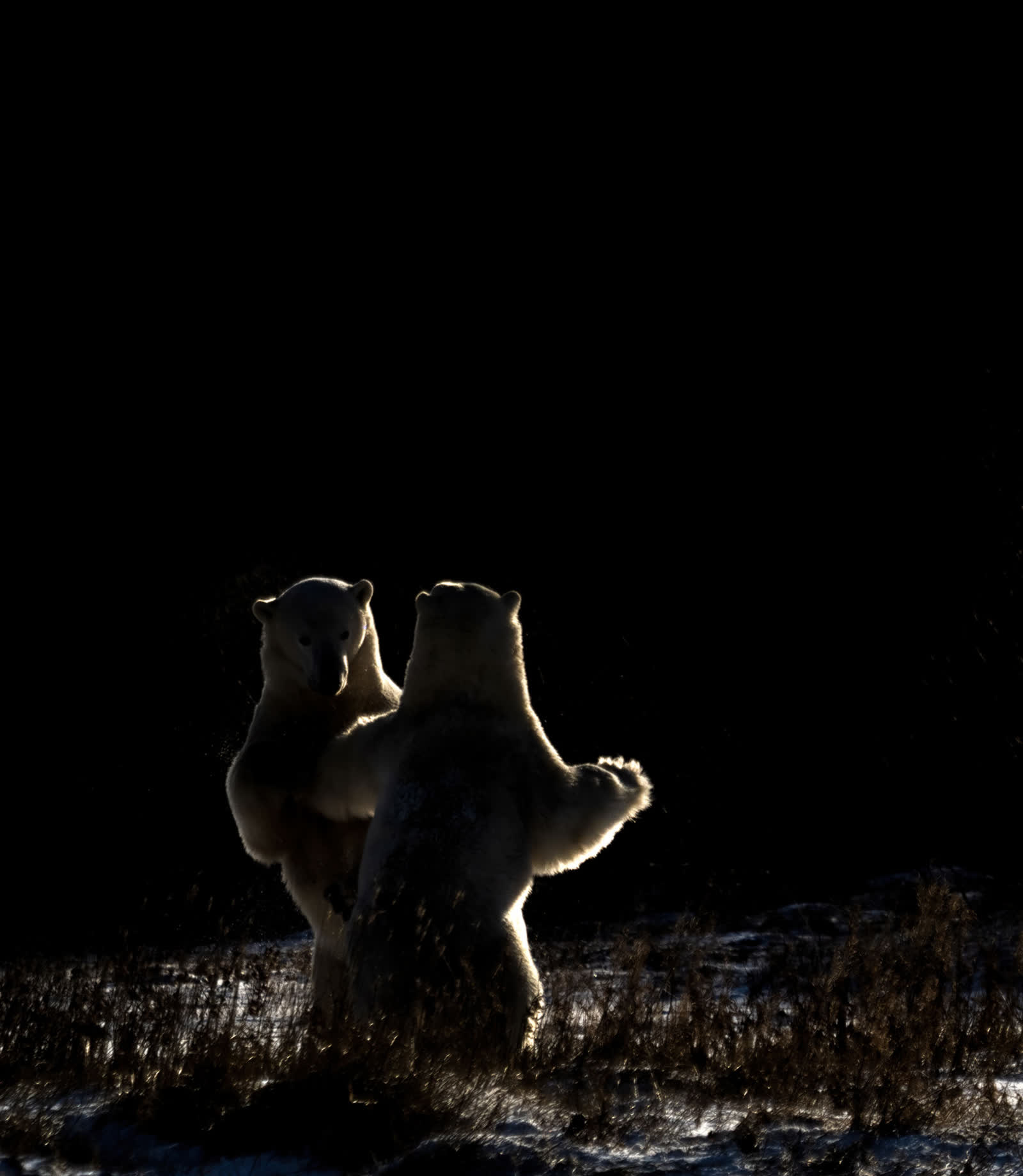 Backlit polar bears sparring at dusk on the tundra