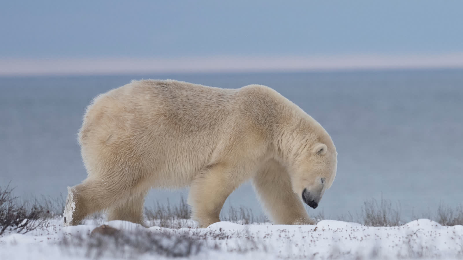 Full Day Polar Bear Tours