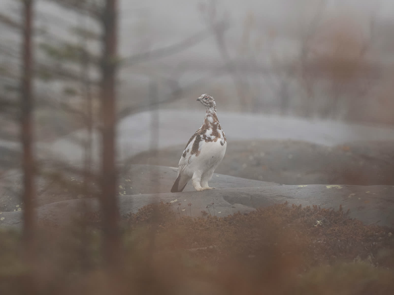 Willow ptarmigan in changing plumage on a foggy rock