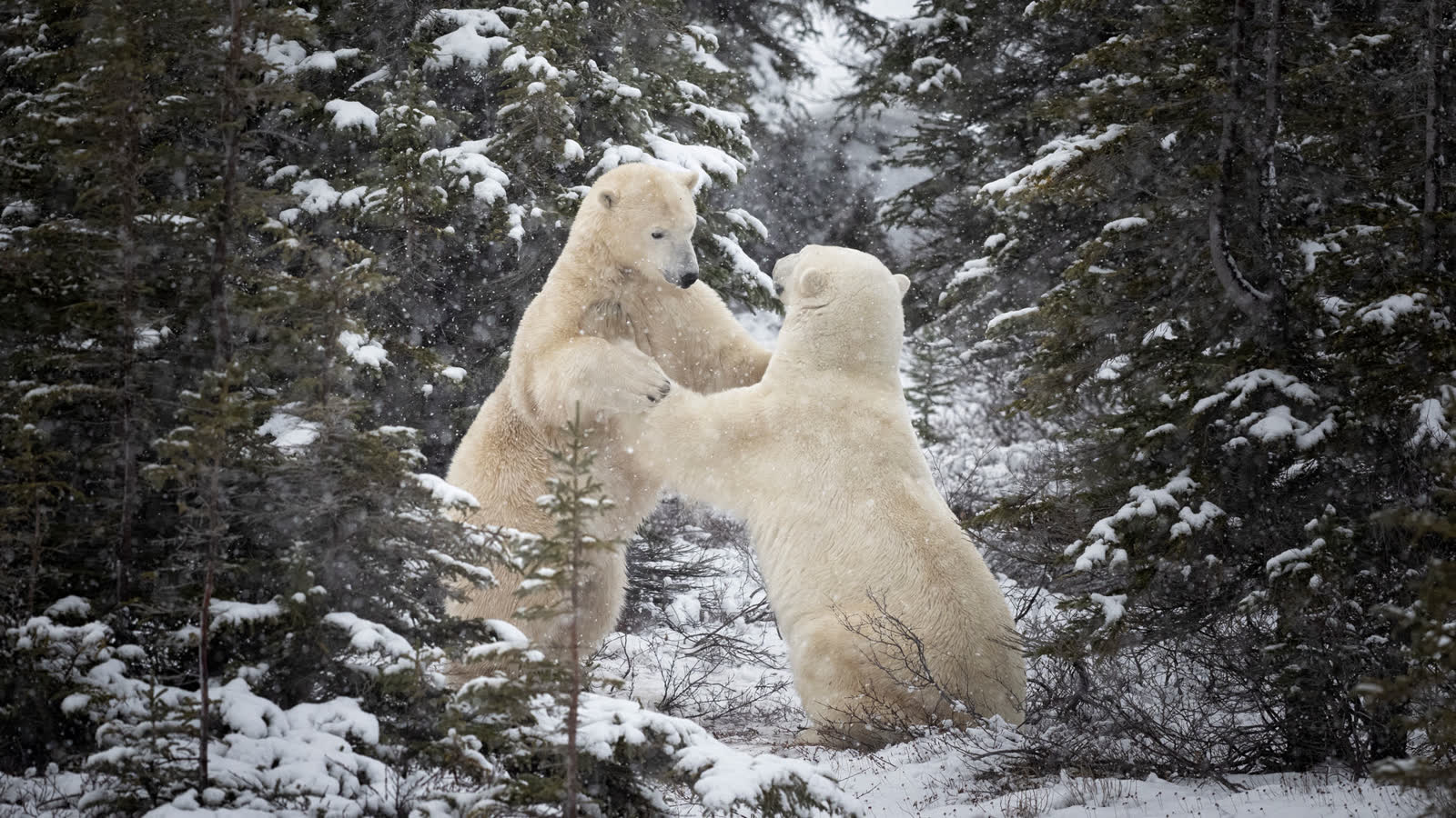 Two polar bears sparring in a snowy spruce forest near Churchill