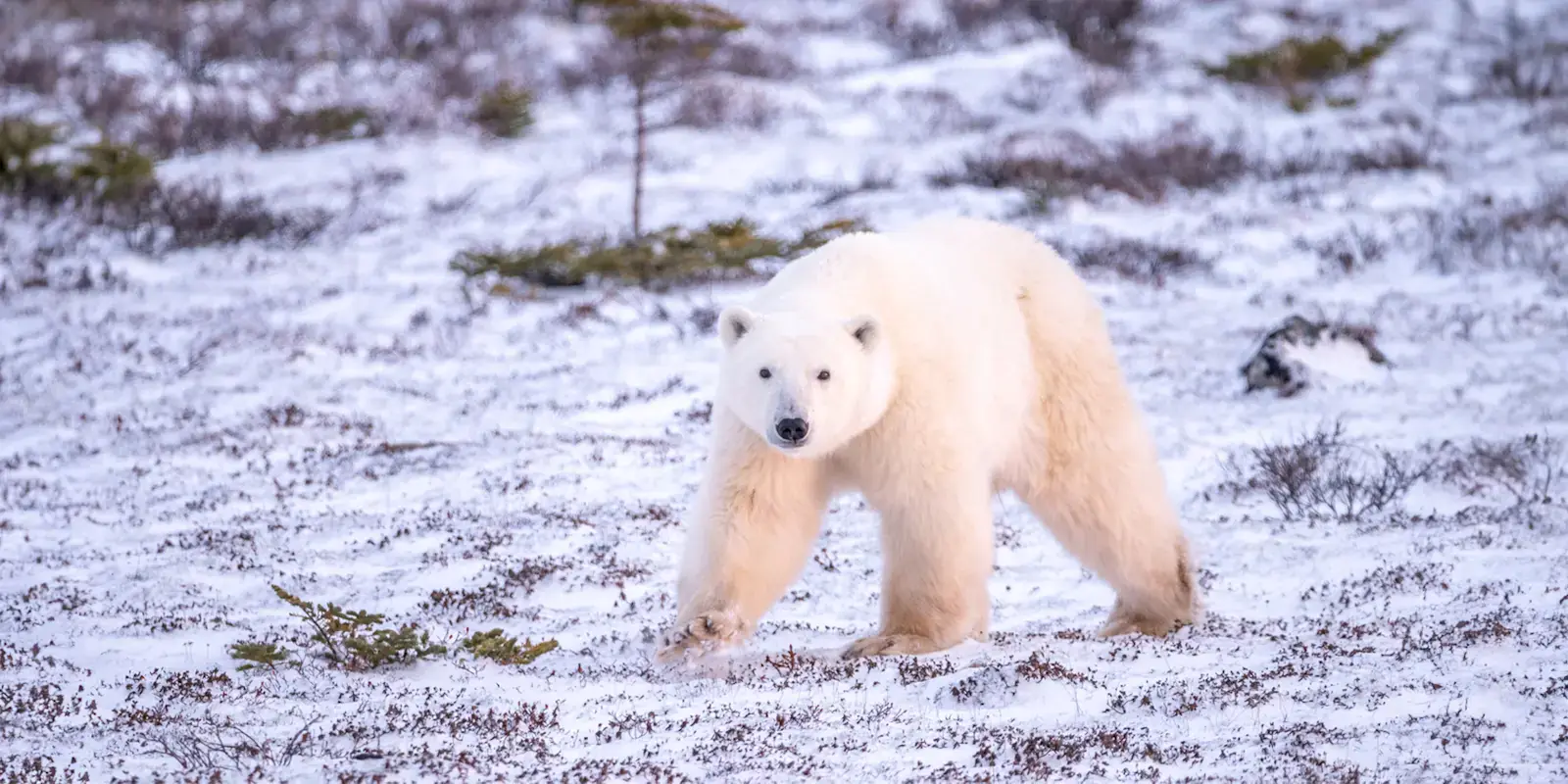 Polar bear walking across the snow-dusted tundra, Churchill, Manitoba