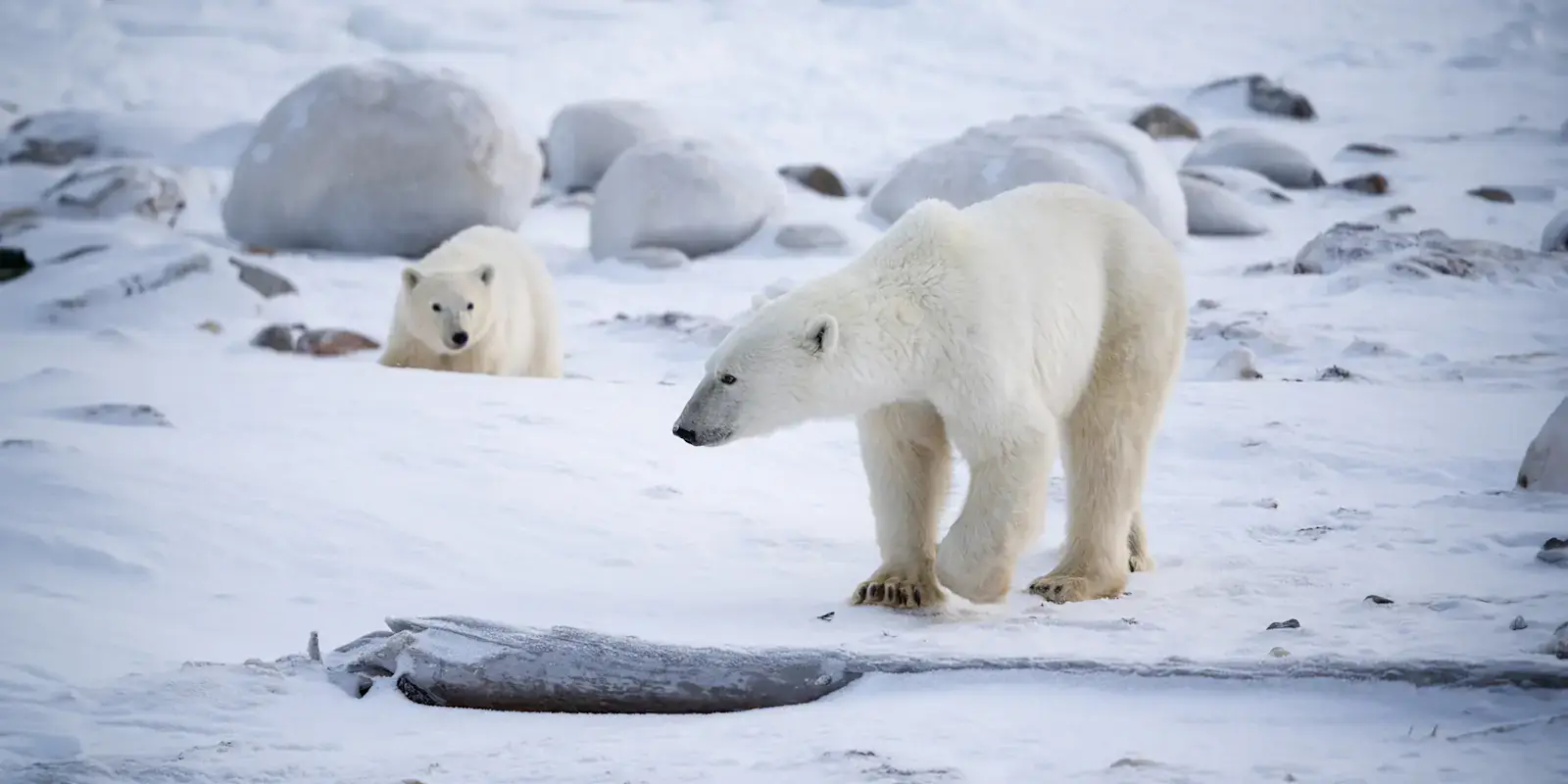 Polar bear mother and cub on the snowy shore of Hudson Bay, Churchill, Manitoba