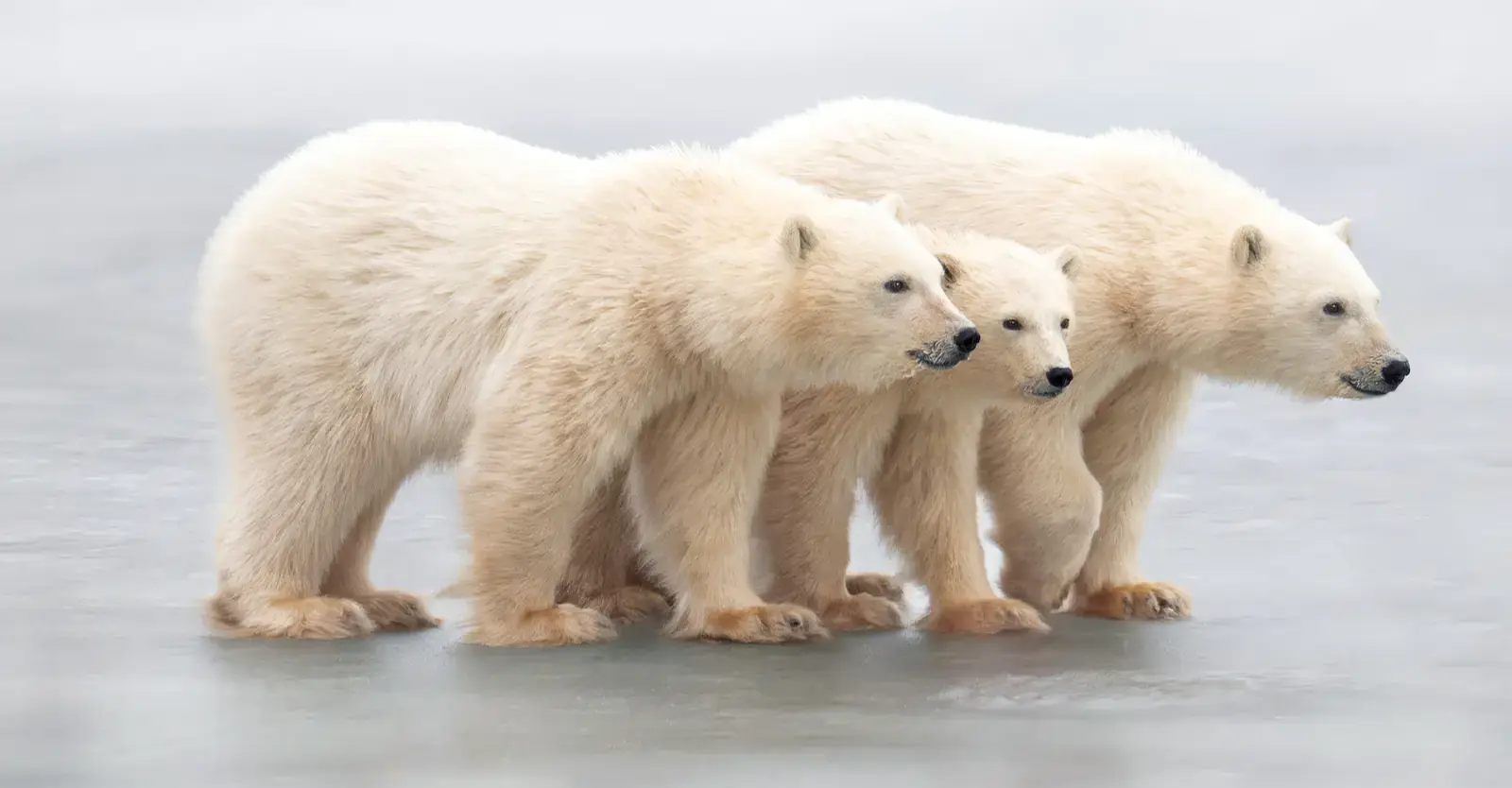 Three polar bears walking together on the ice, Churchill, Manitoba