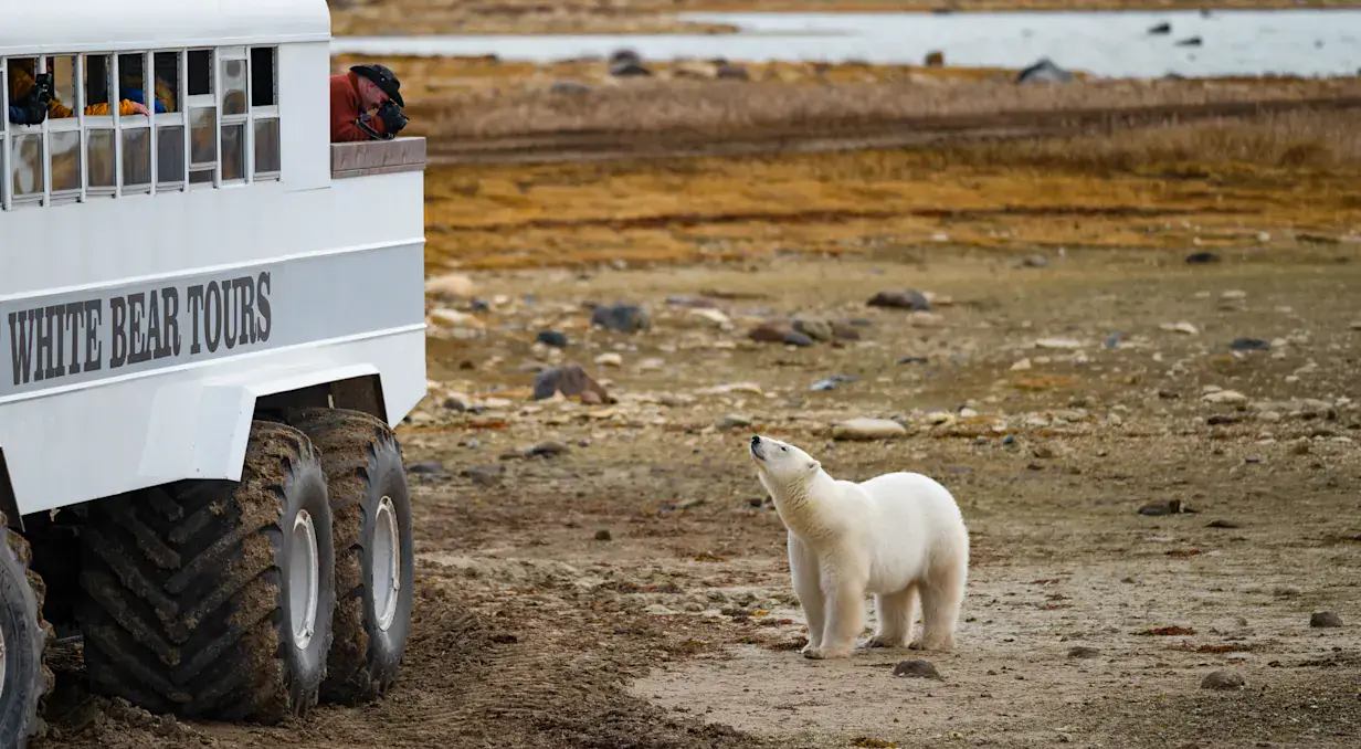 Polar Bear Quest & Helicopter Safari