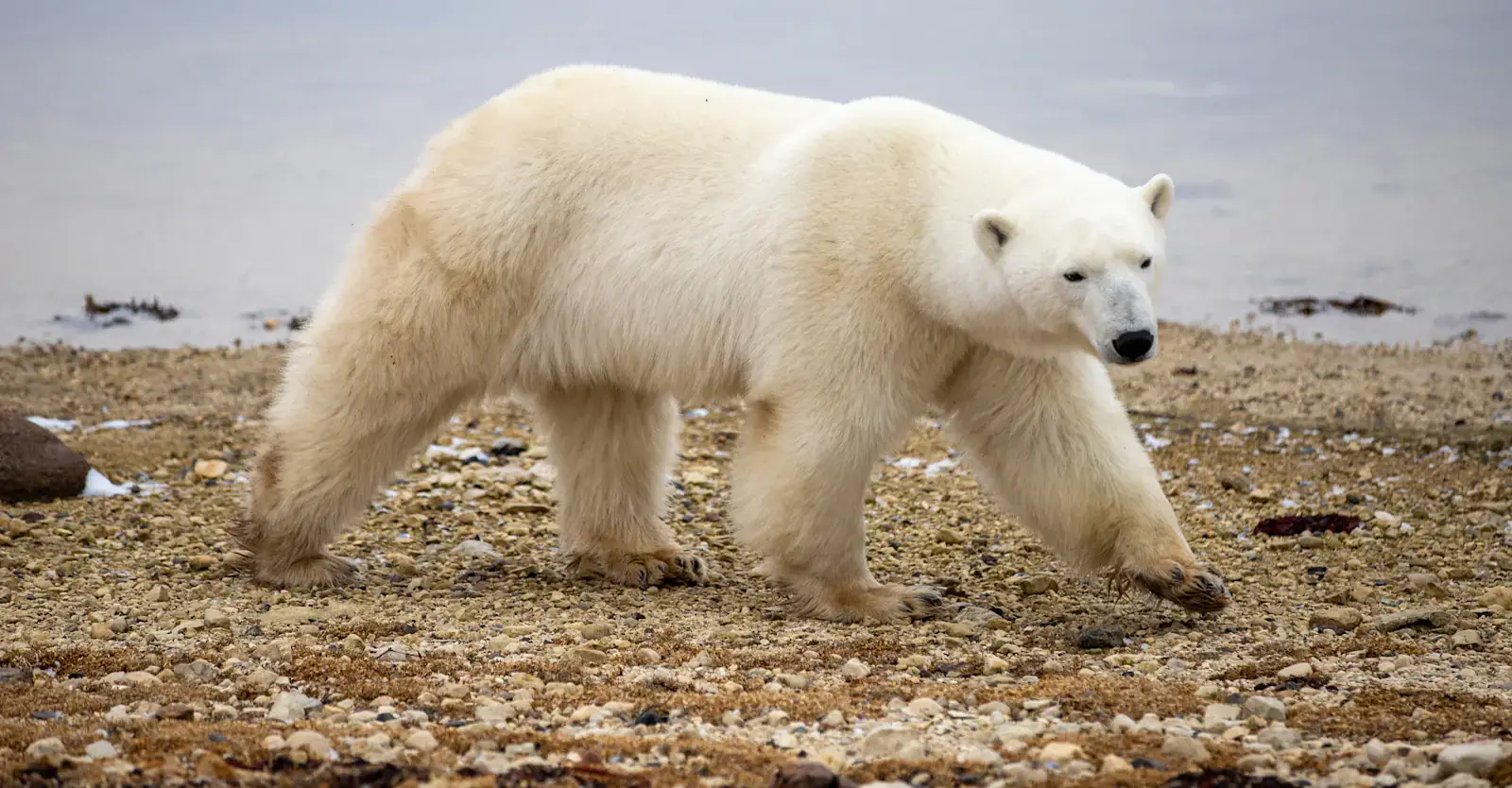 Polar bear on the shore of Hudson Bay, Churchill, Manitoba