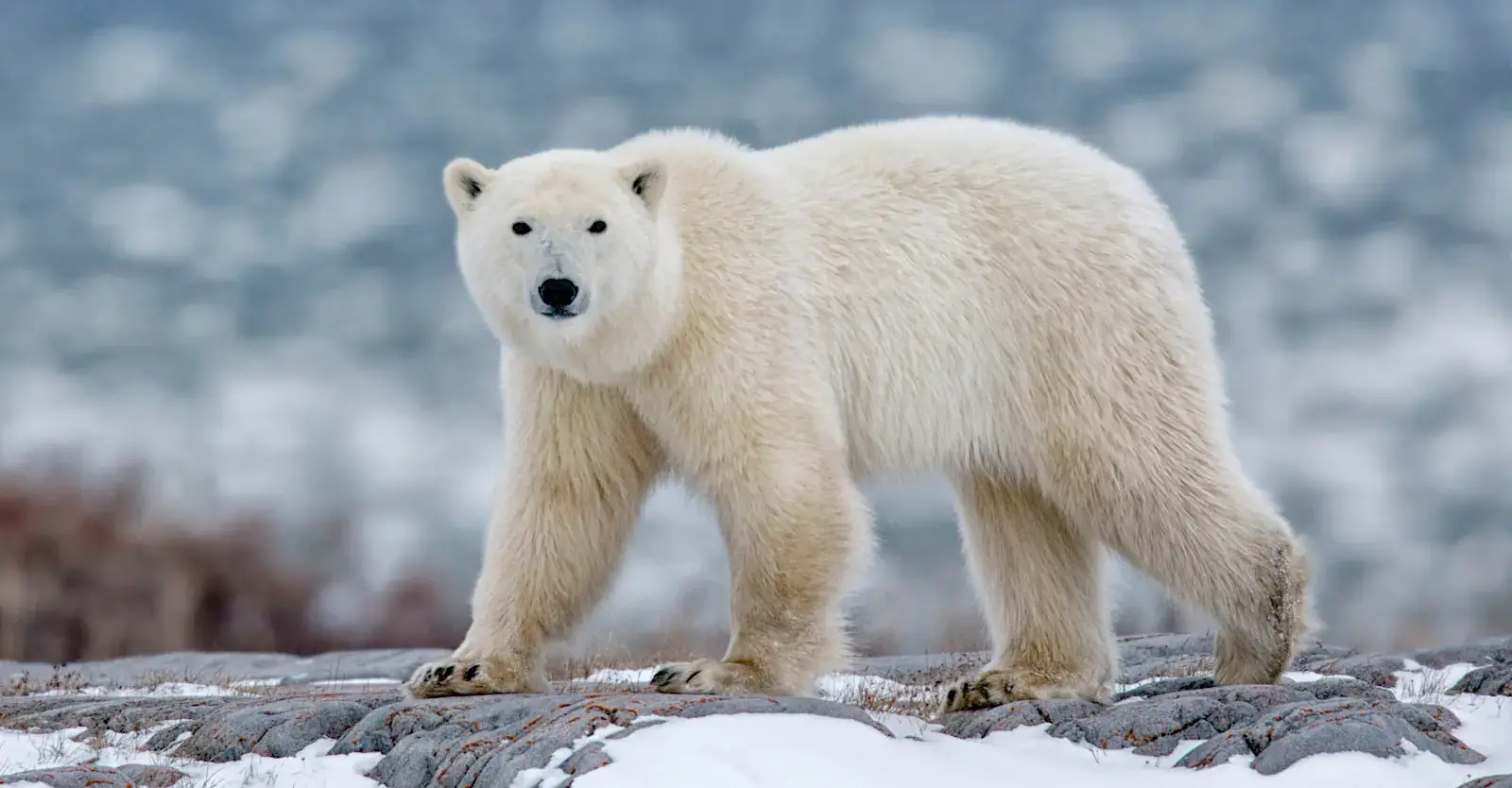 Polar bear walking over snowy rocks, Churchill, Manitoba