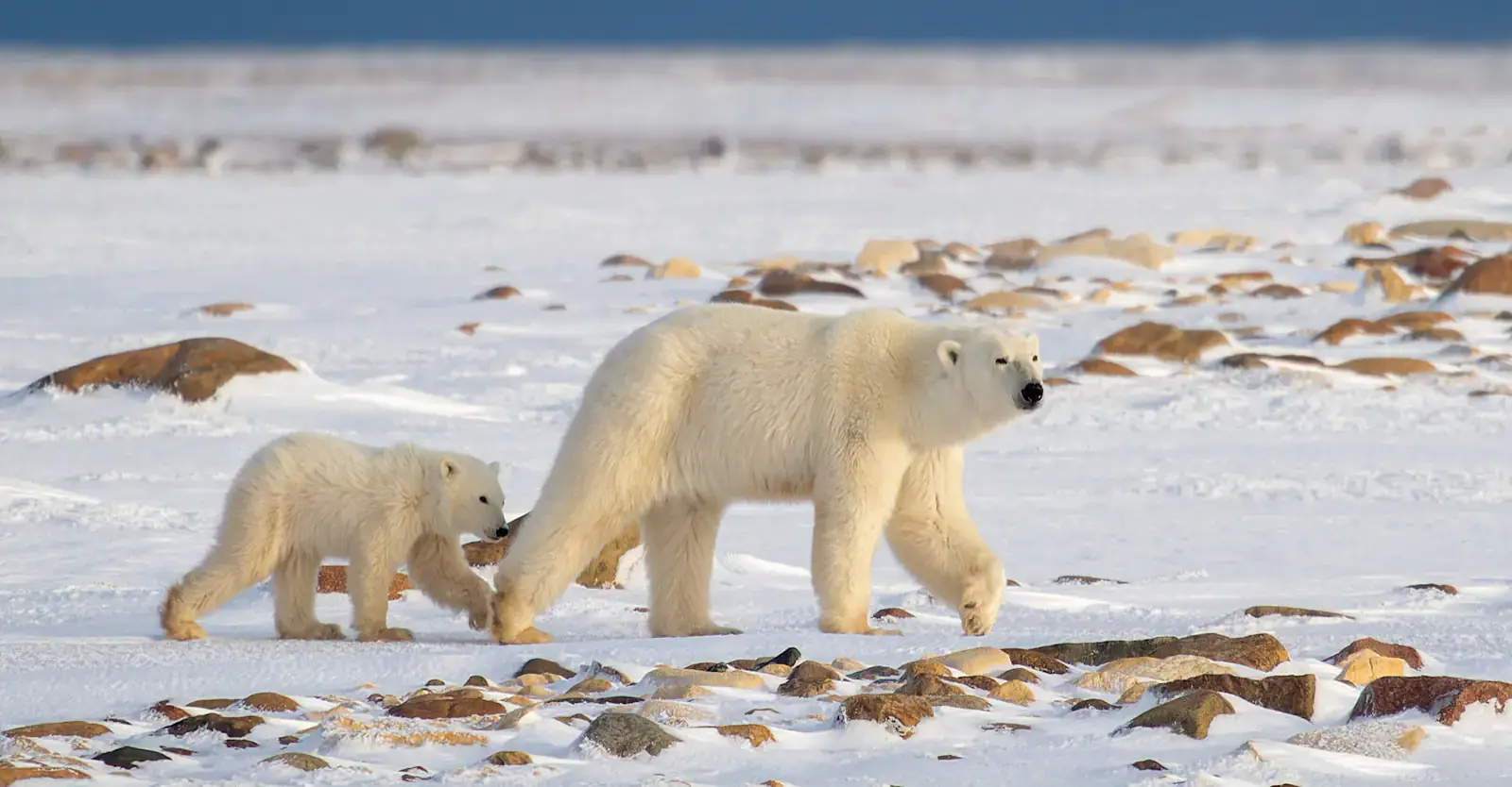 Polar bear mother walking with her cub across the snow, Churchill, Manitoba