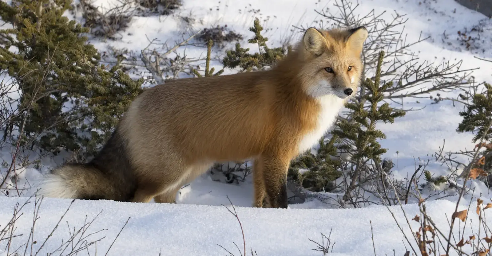 Red fox on the snowy tundra, Churchill, Manitoba