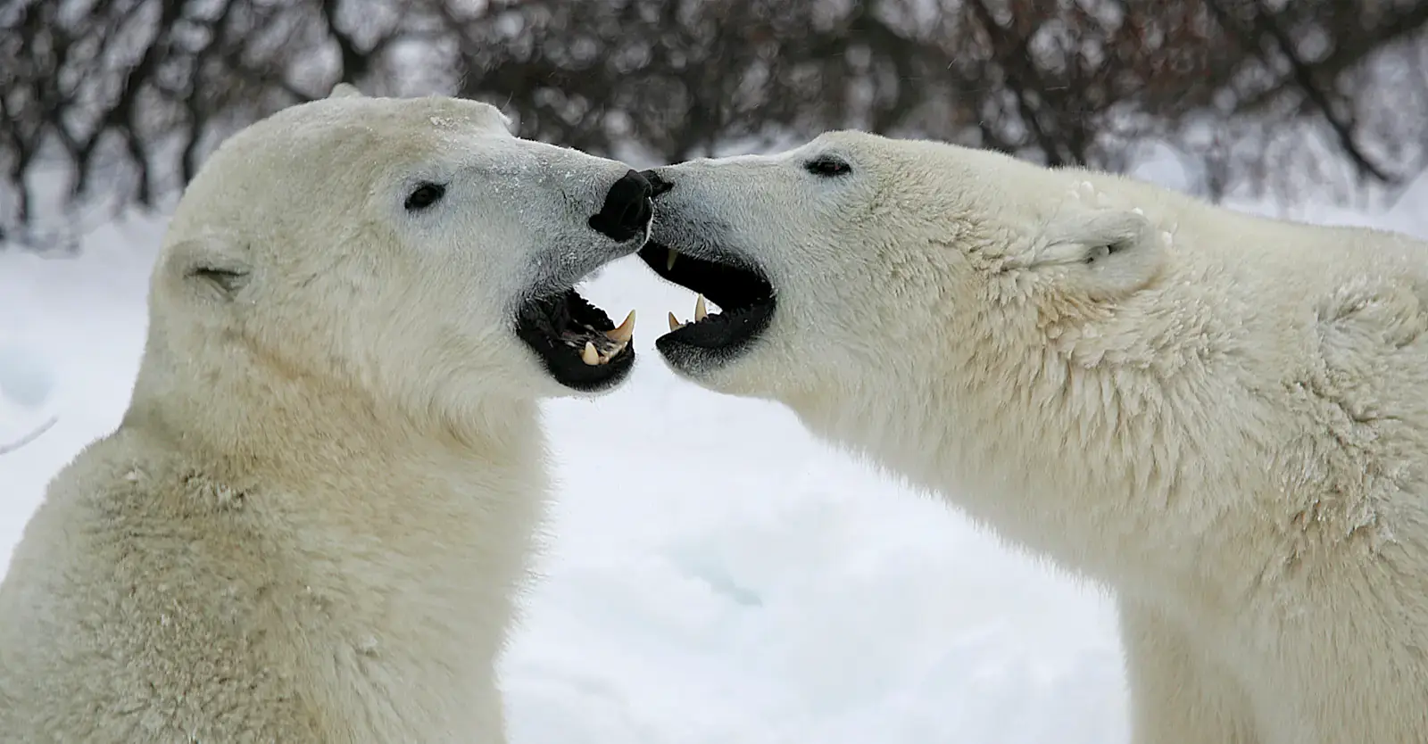 Two polar bears interacting, Churchill, Manitoba