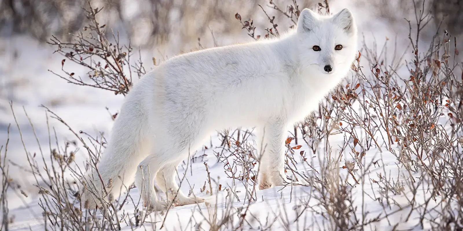 Arctic fox in full white winter coat standing in snowy willows