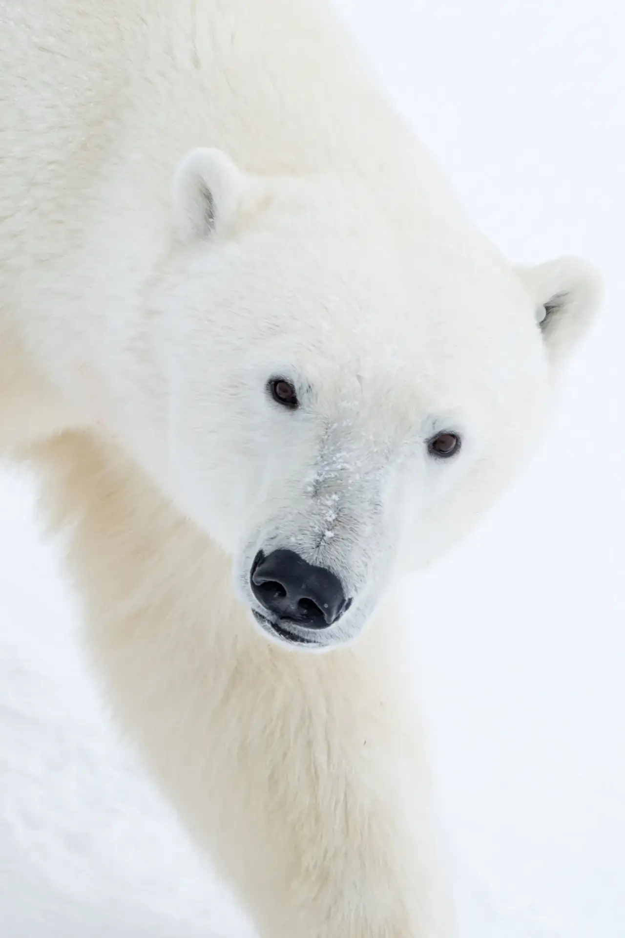 Overhead close-up portrait of a polar bear against pure white snow