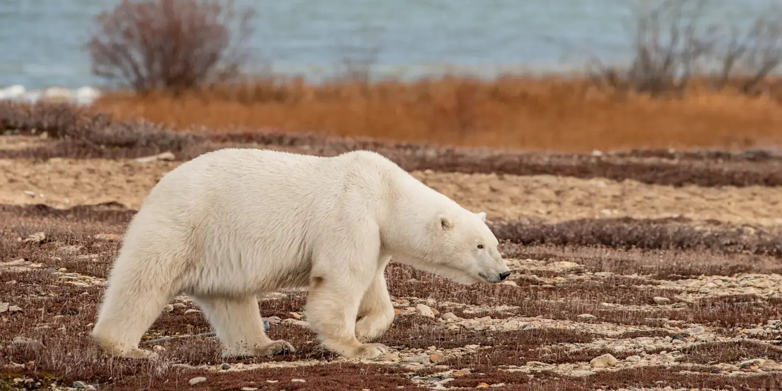 Polar bear walking the autumn-colored shoreline of Hudson Bay