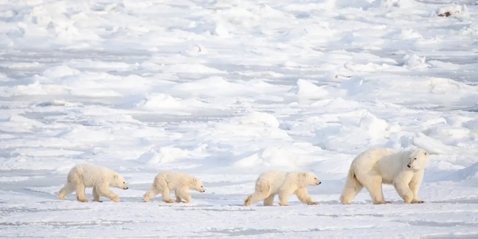 Polar bear mother leading three cubs across the pack ice