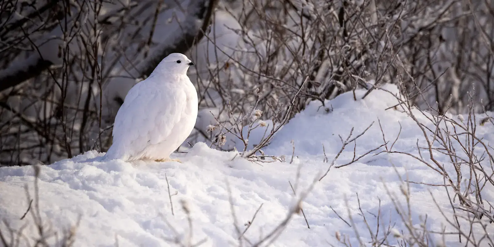 White willow ptarmigan sitting in fresh snow among willow branches
