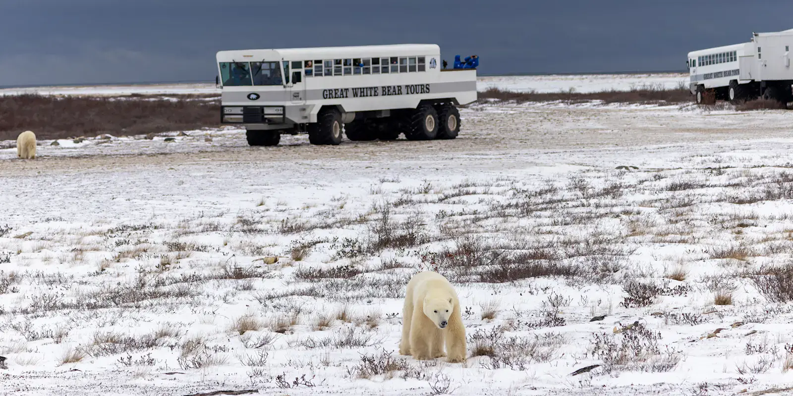Polar bears on the tundra beside two Polar Rover vehicles