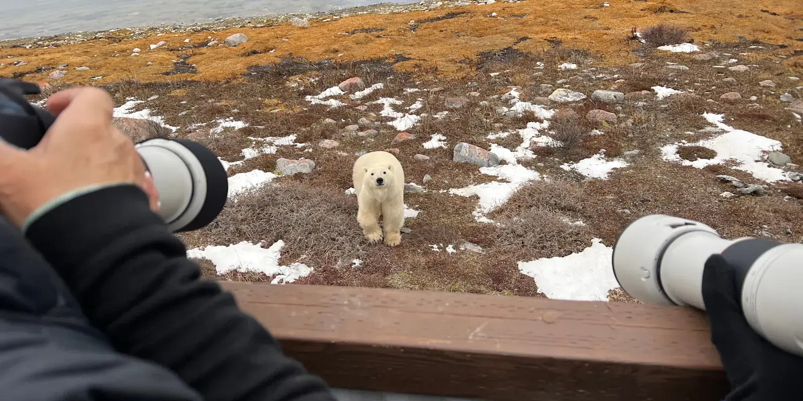 Photographers with long lenses shooting a polar bear from the Tundra Lodge deck