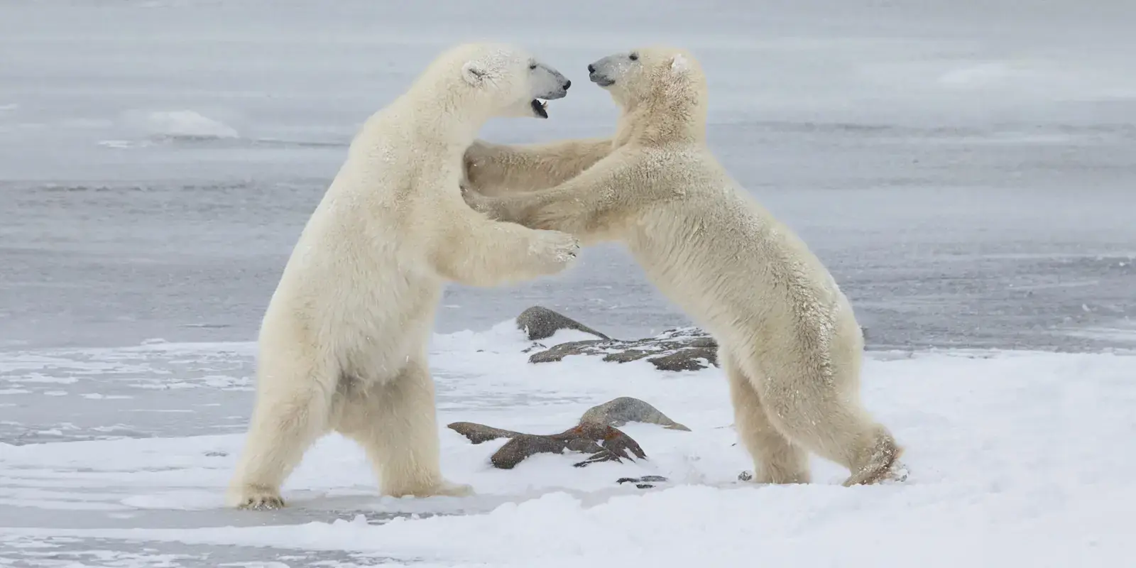 Two polar bears sparring on the shore of Hudson Bay