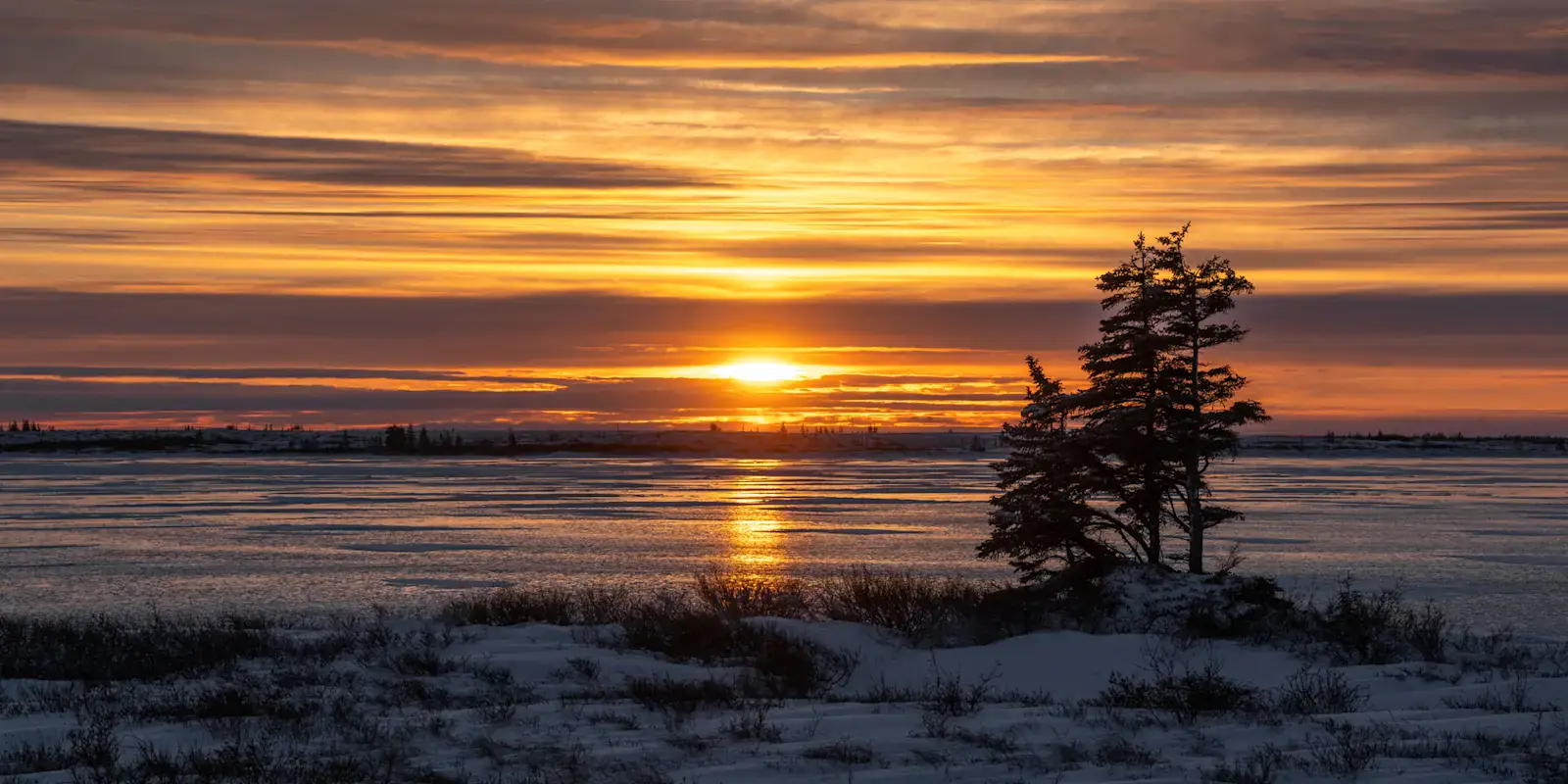 Golden sunset over the frozen shore of Hudson Bay with a lone spruce