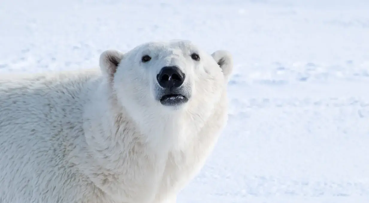 Tundra Lodge Photo Expedition